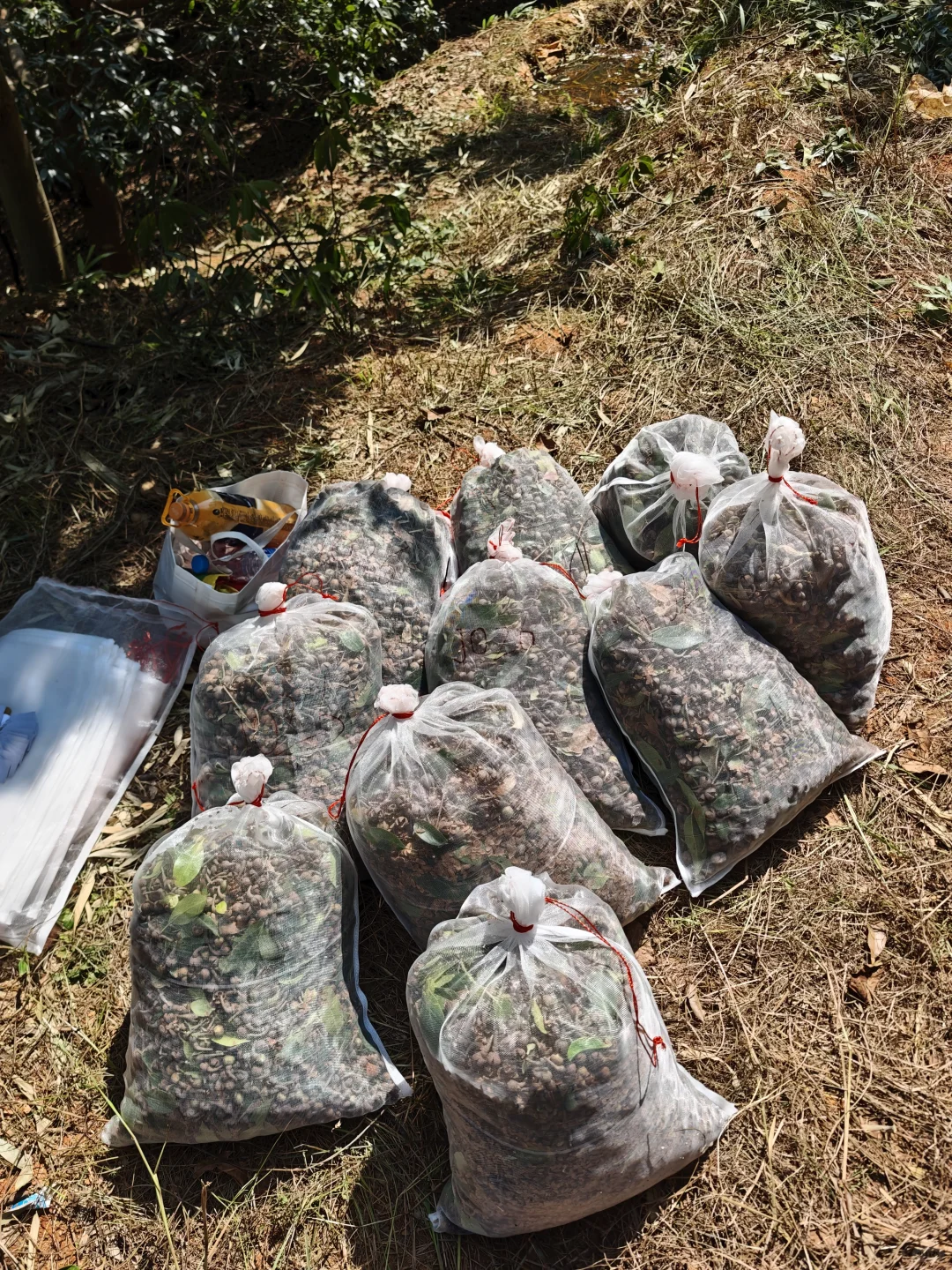 林业人燃尽了，只想吊死在树上