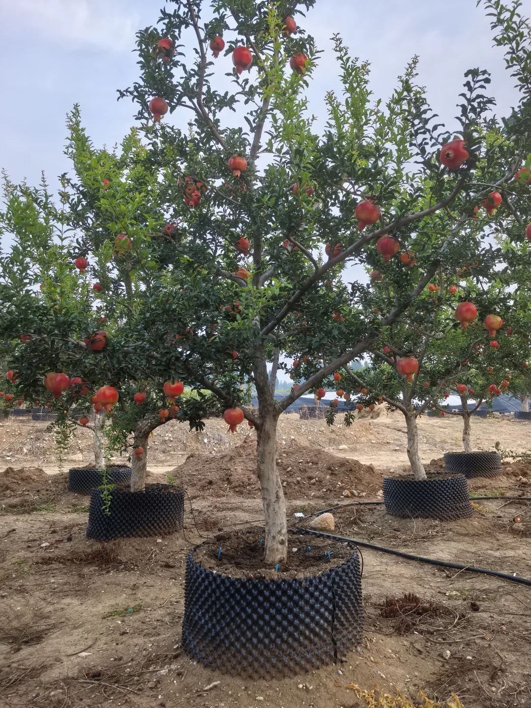 秋天的石榴园，红果累累！