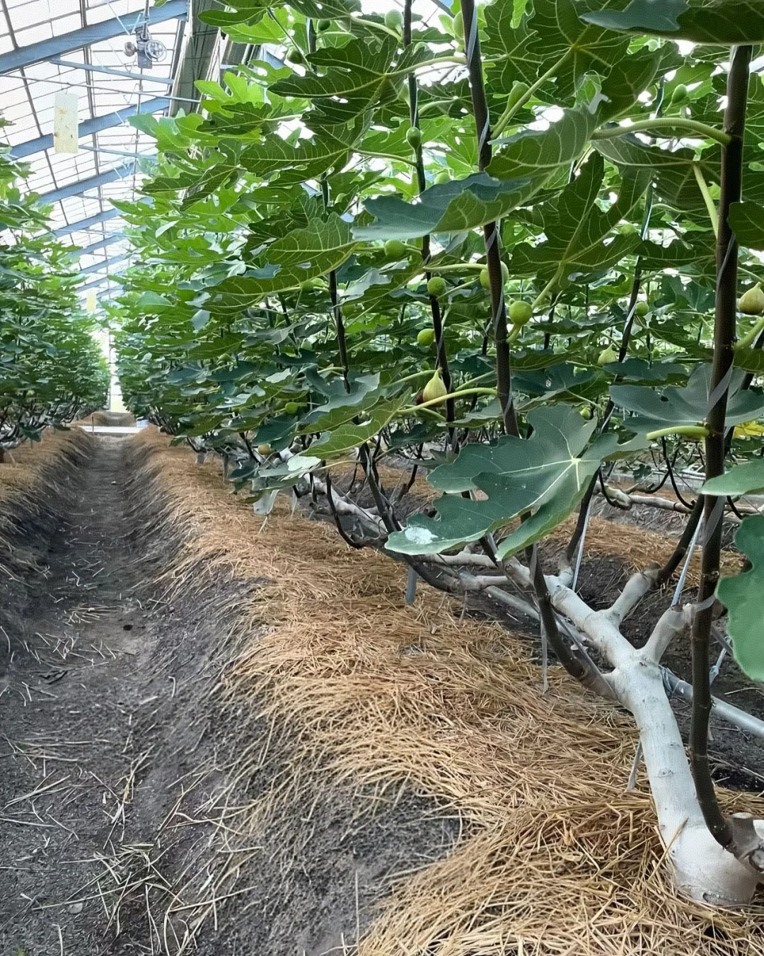 一字型无花果种植法