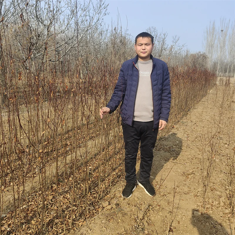 红肉西梅苗,在适宜的土壤中绽放异彩