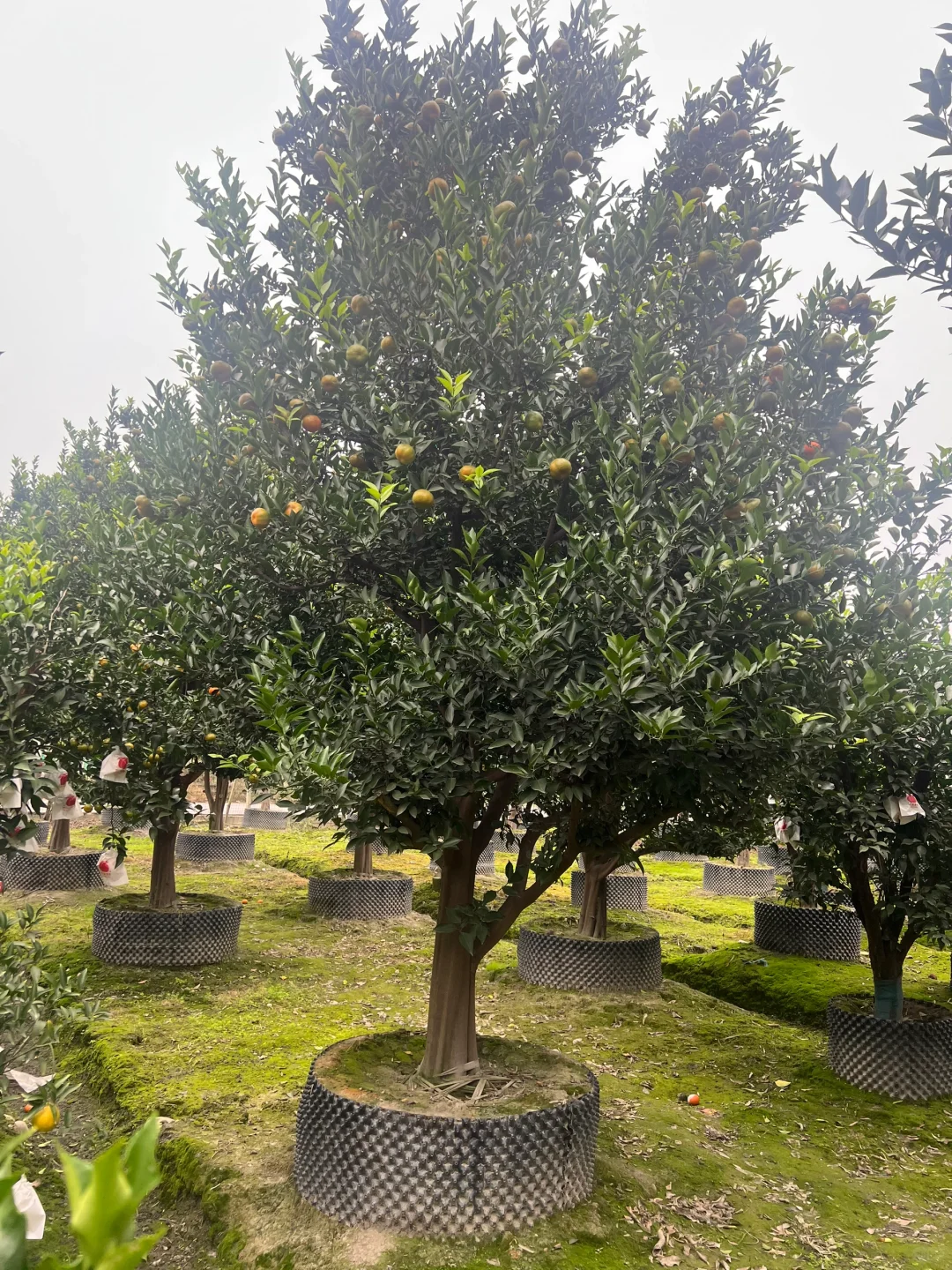 一家在成都只做精品果树的苗圃基地