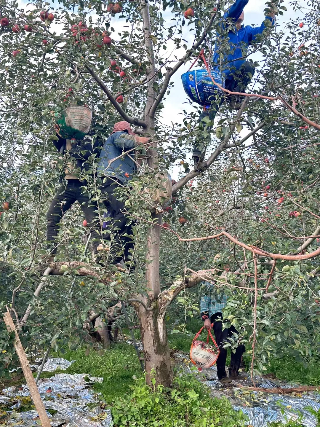 大凉山的冬天的苹果园也太漂亮了吧