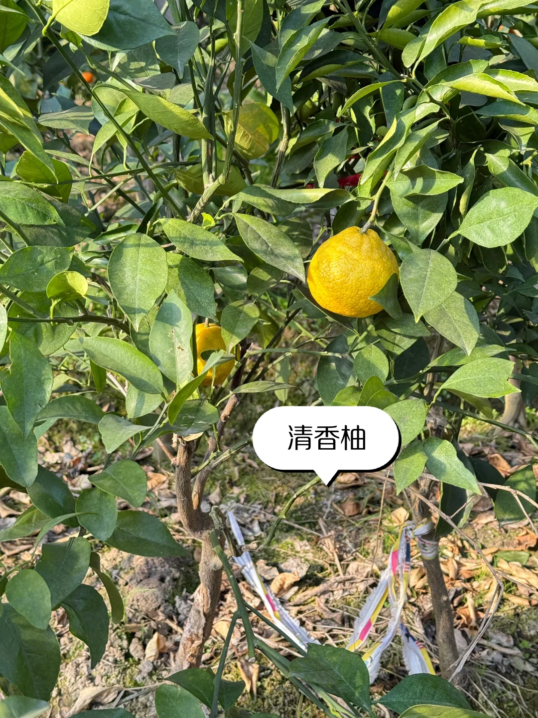 喜欢种果树的来 各类果树