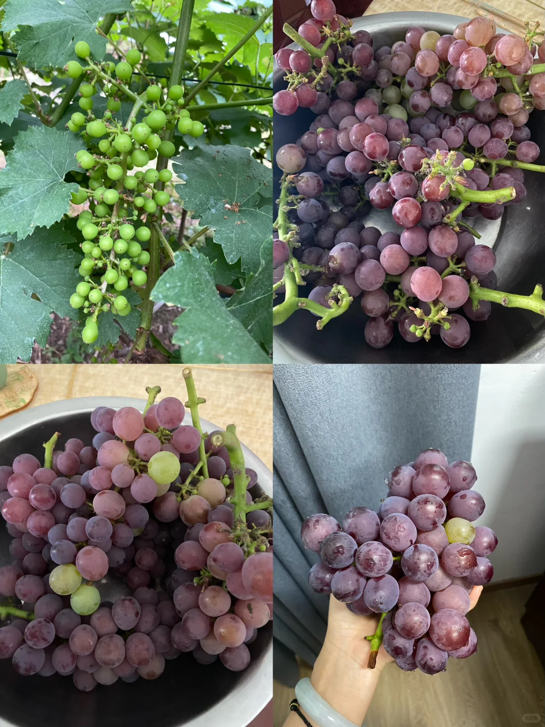 拥有一片小果园是什么体验？