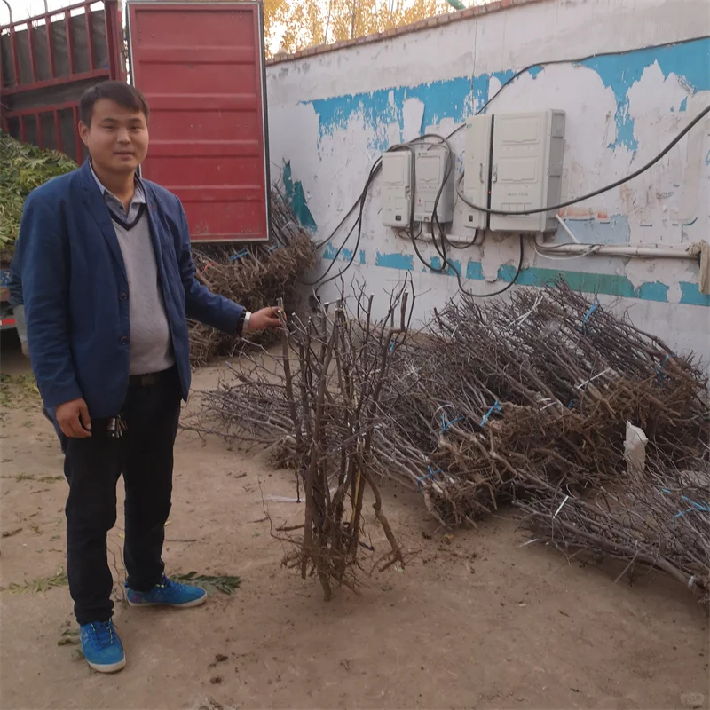 【A无花果苗】:实现绿色经济的种植选择