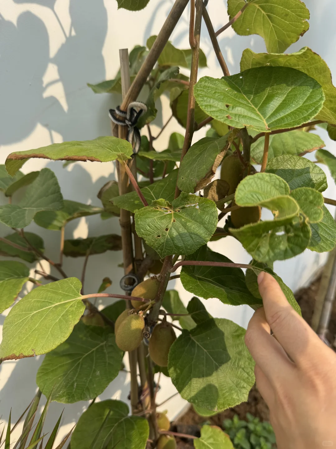 这不马上马的要实现水果自由了??