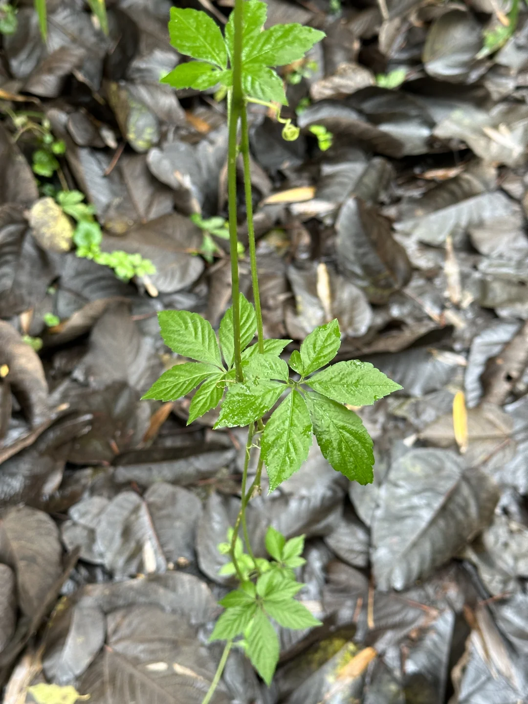 最具塑料感的果实，像不像你过年放的烟雾弹
