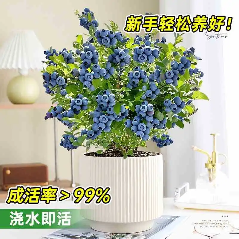 蓝莓盆栽带果发货‼️阳台秒变果园