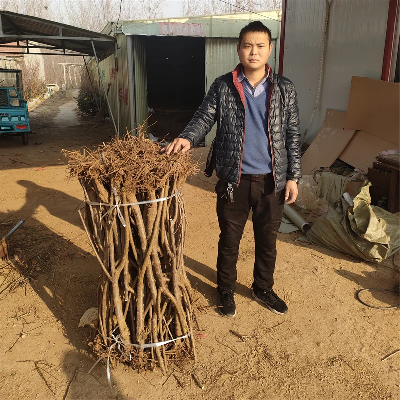 红肉西梅苗,在适宜的土壤中绽放异彩