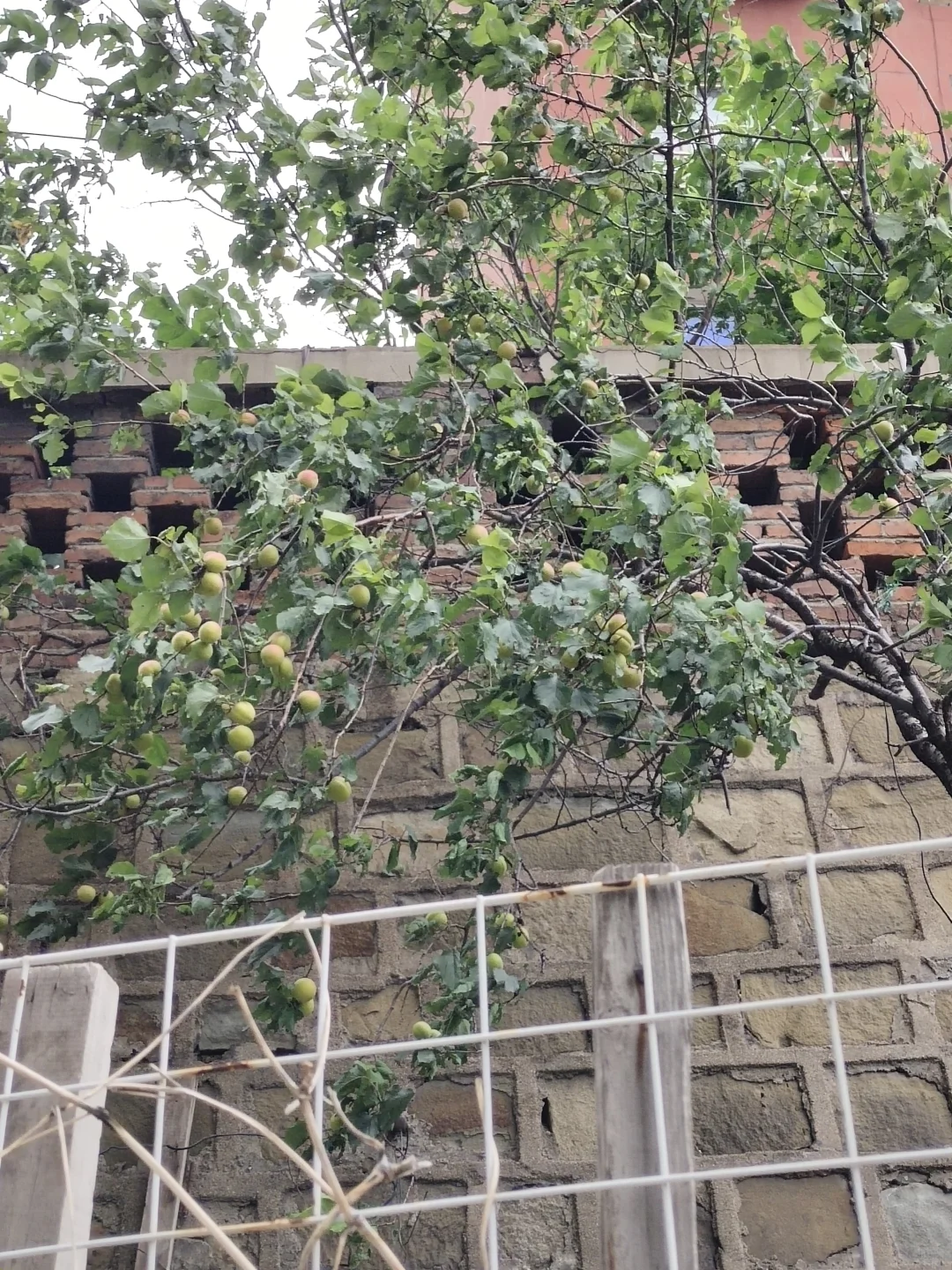 水果成熟的季节