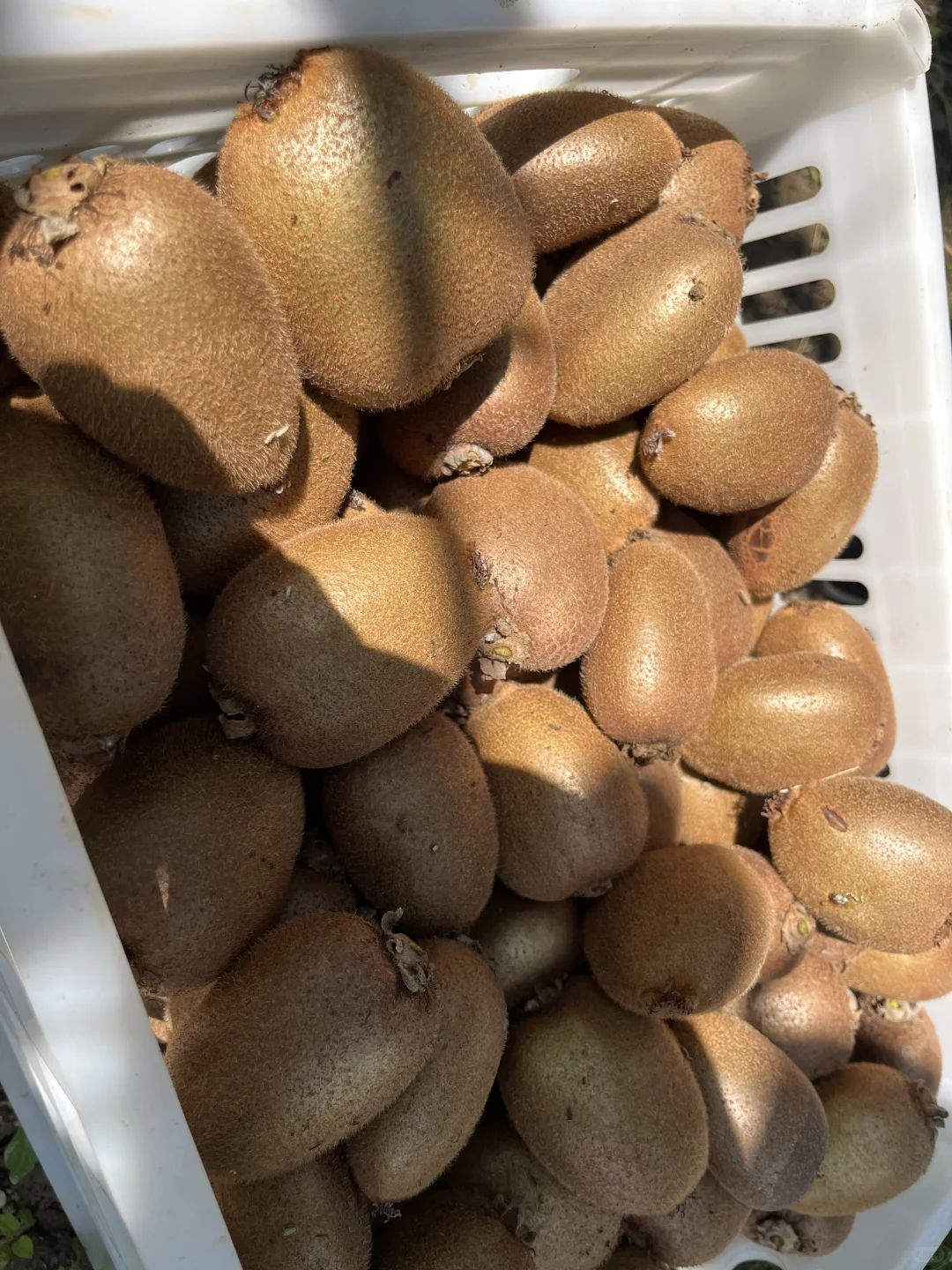 翠香猕猴桃，安全健康，绿色食品