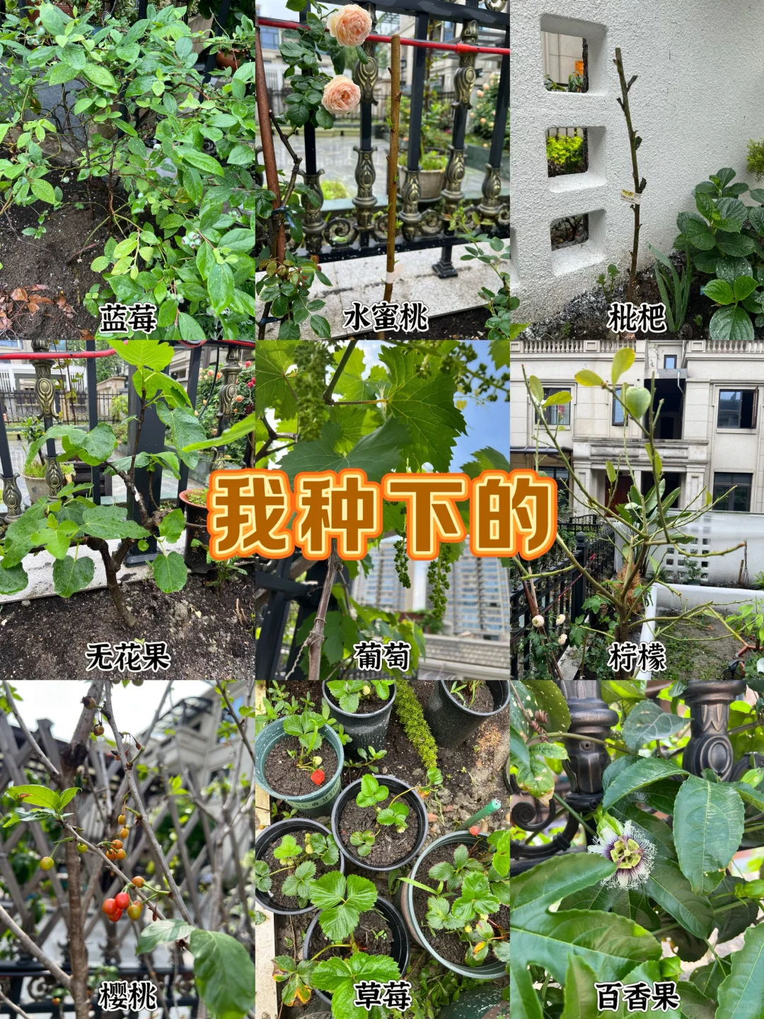 打造一个一年四季都有水果吃的花园