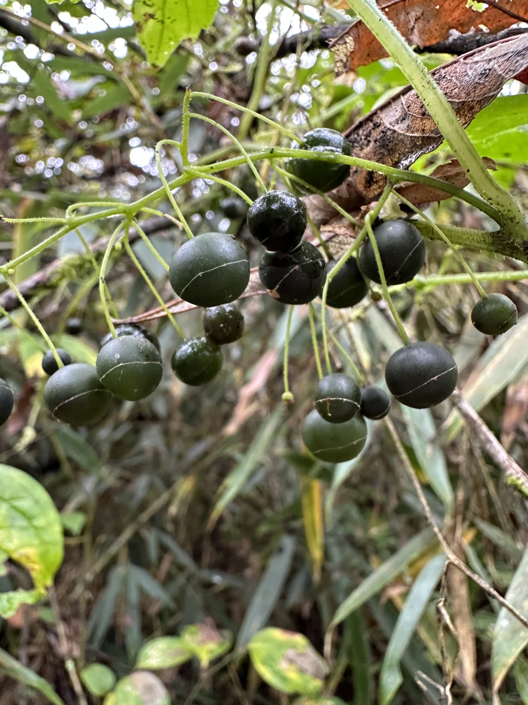 最具塑料感的果实，像不像你过年放的烟雾弹