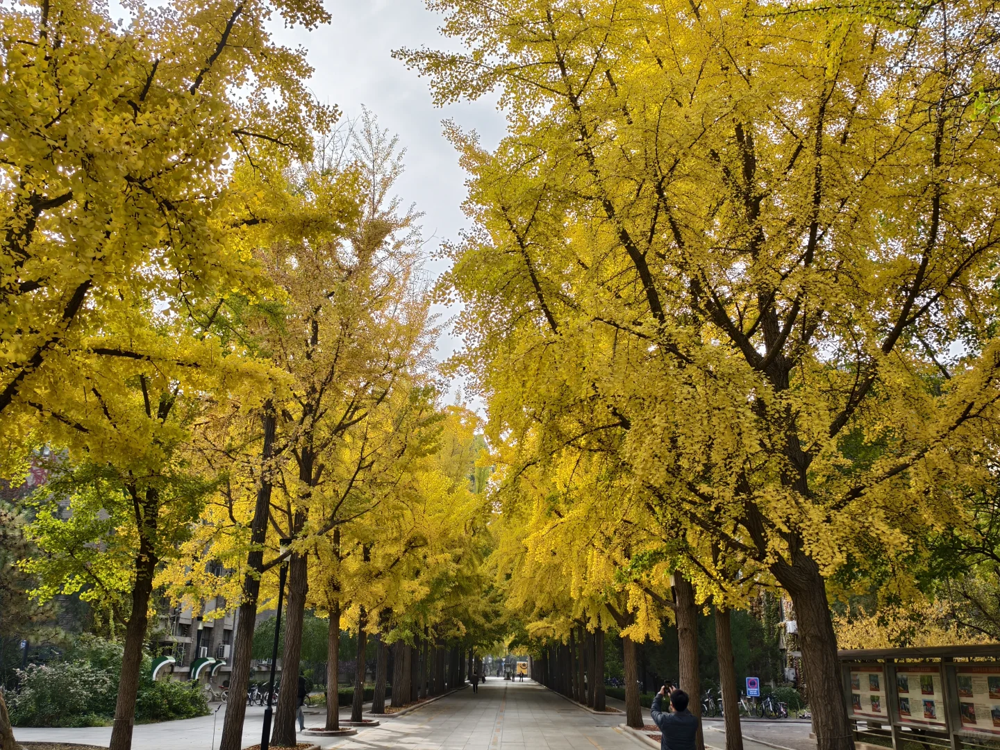 银杏浓度已达100%