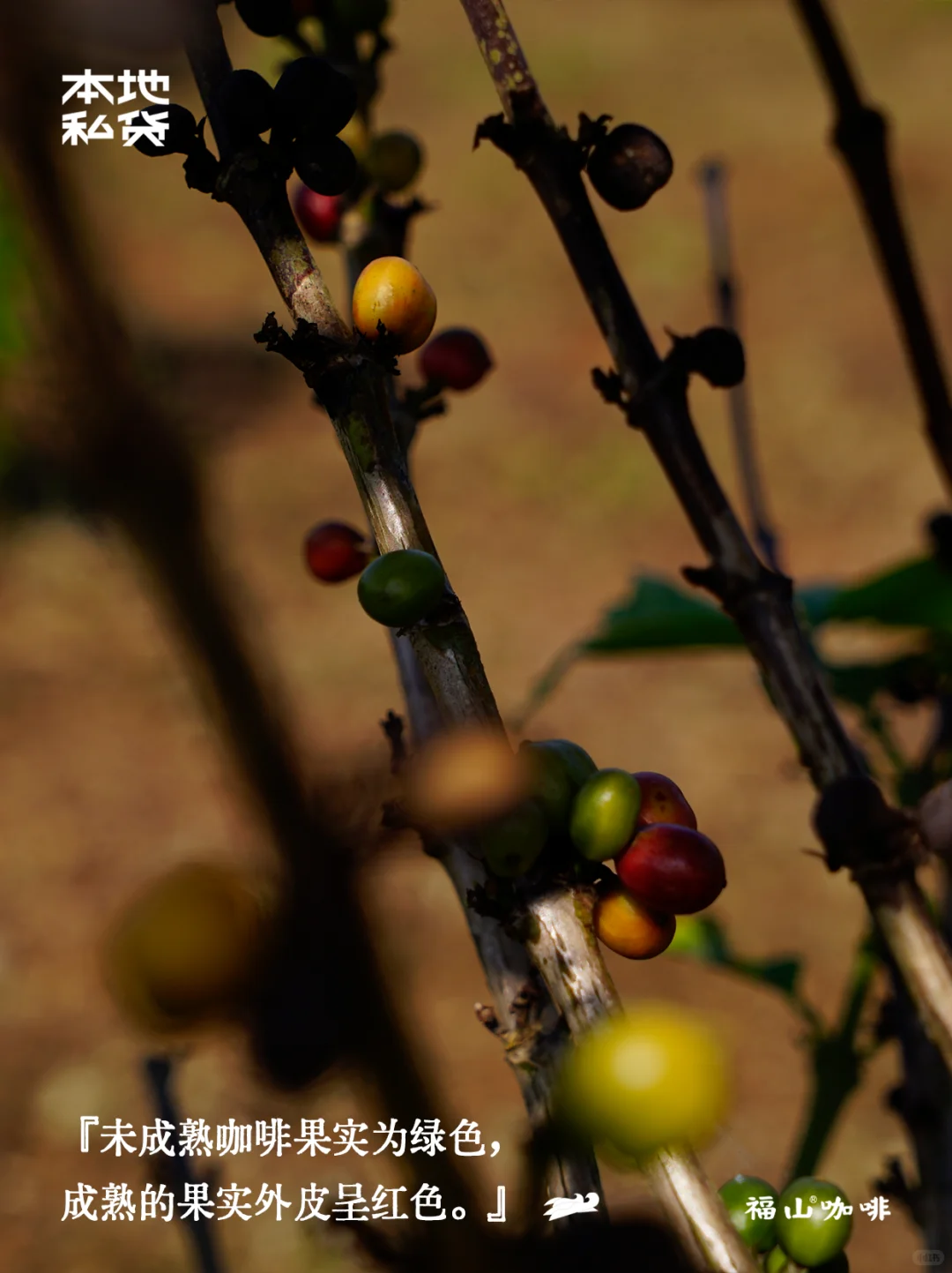 福山咖啡|红土地上的红色果实