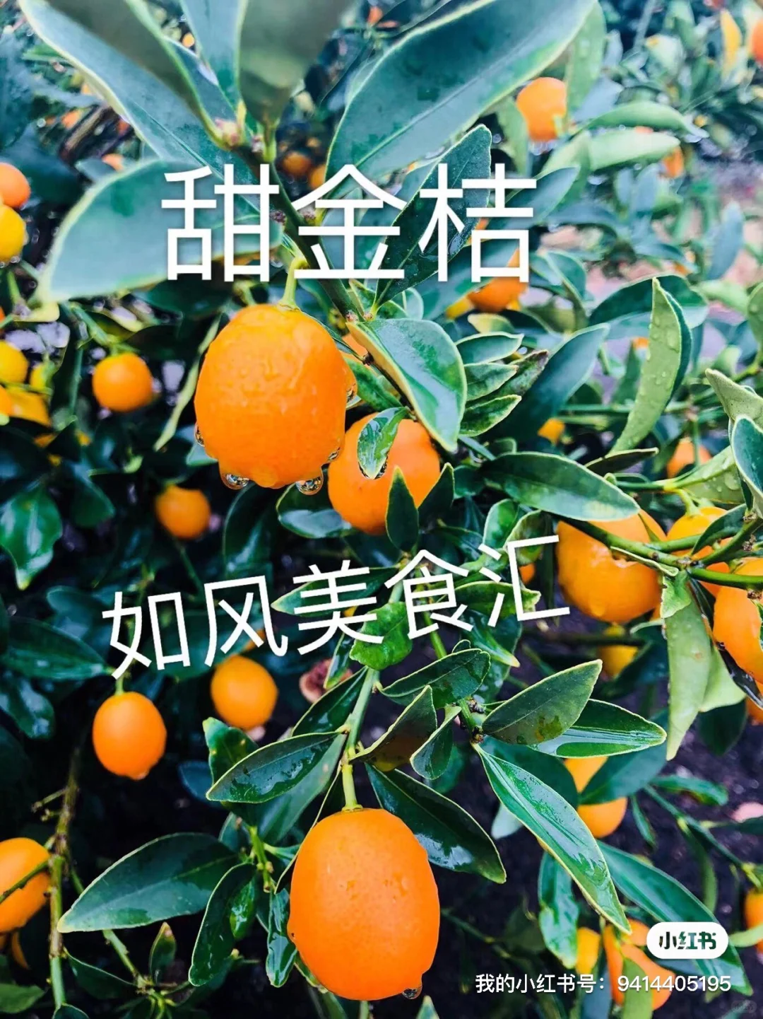 盘点一下我们的各类果树苗