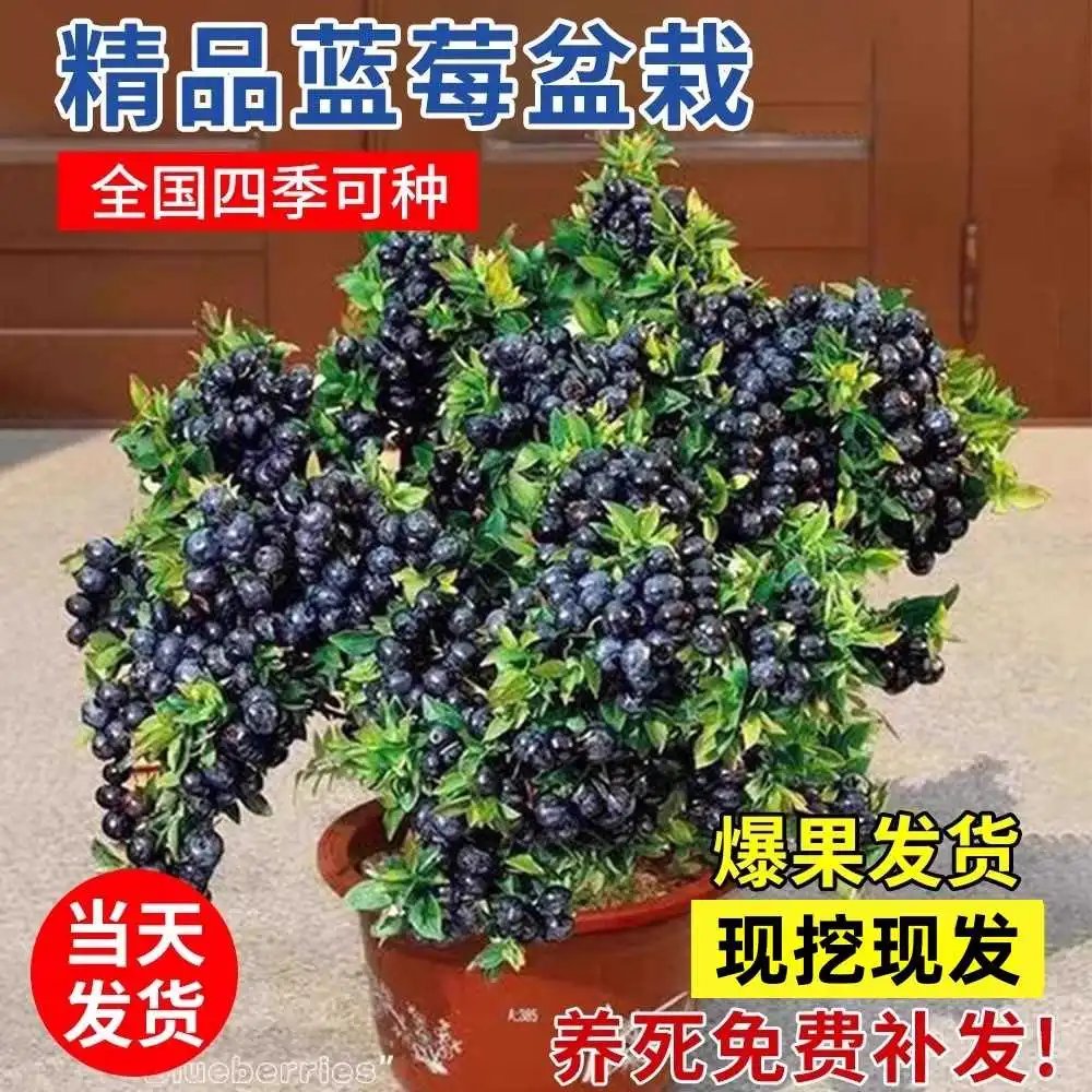 蓝莓自由?阳台果树结果爆盆