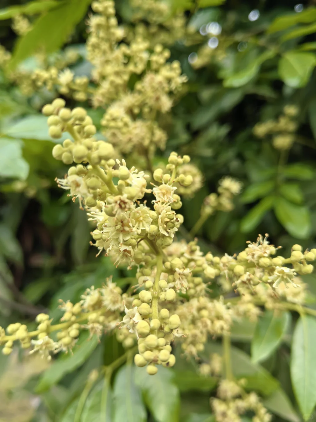 水果自由！！！