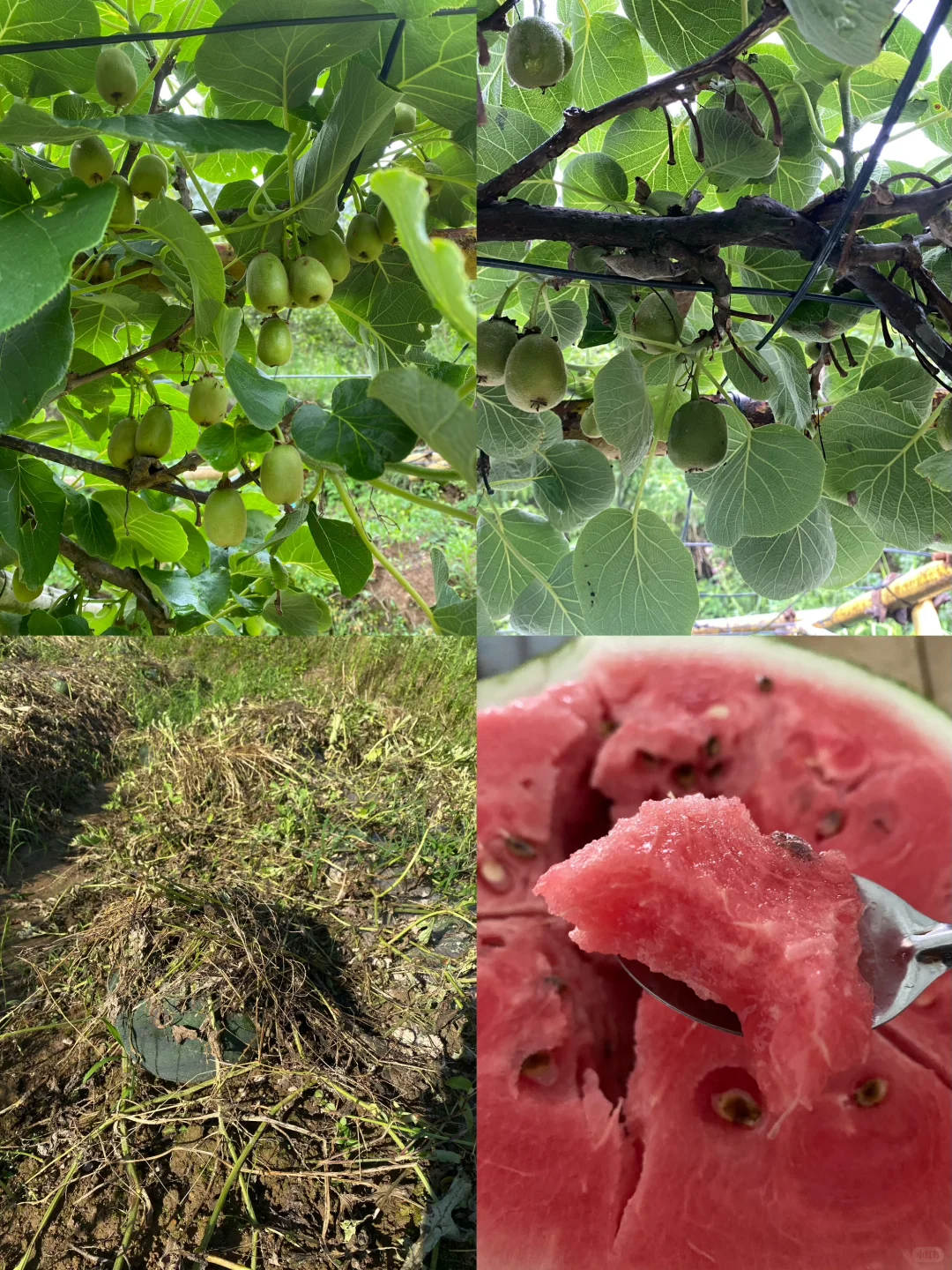 拥有一片小果园是什么体验？