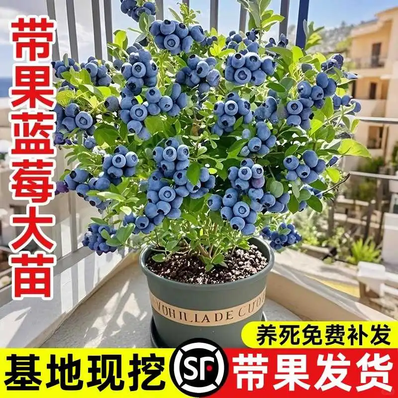 蓝莓自由?阳台果树结果爆盆