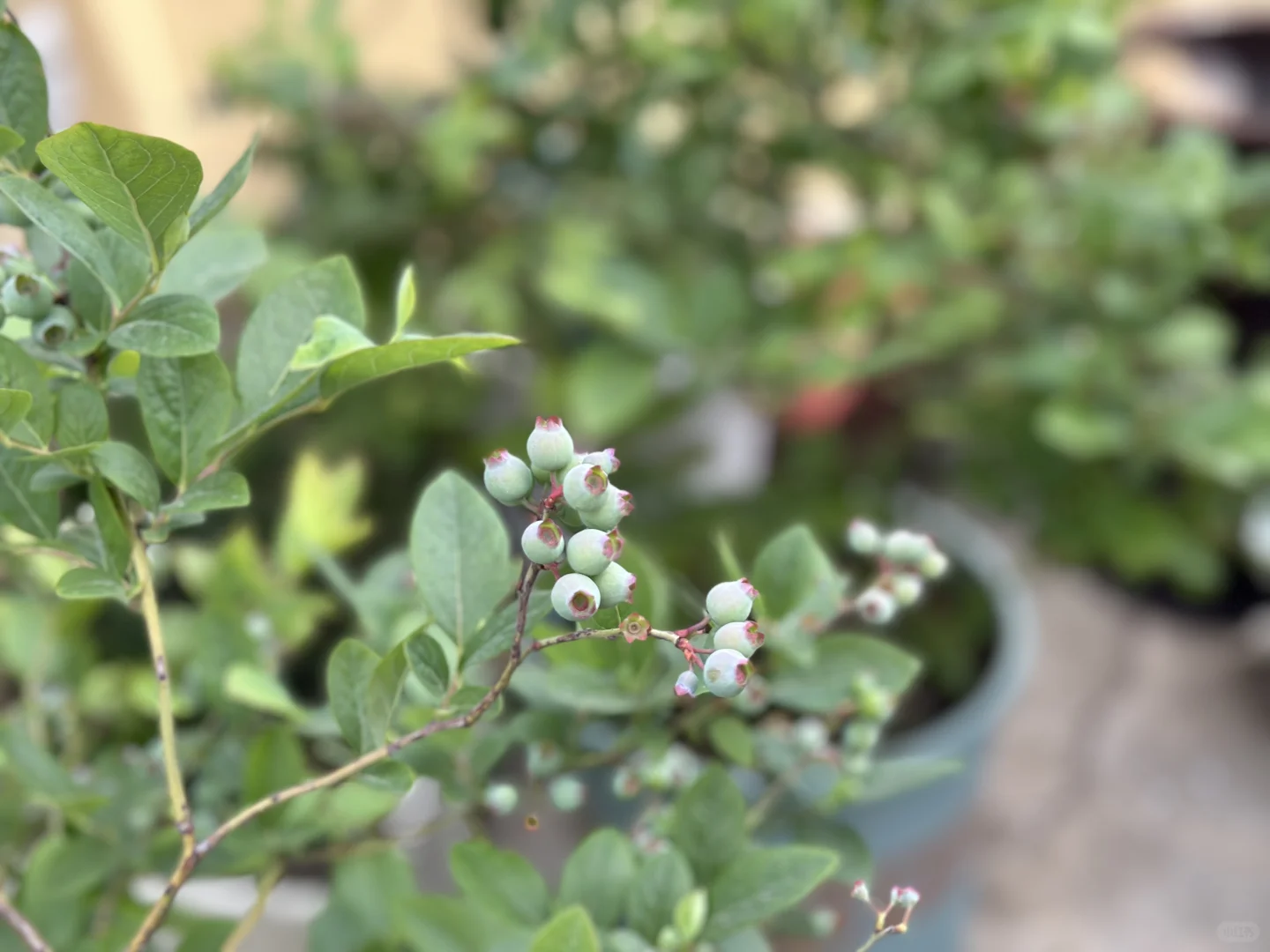 阳台果园都挂果啦