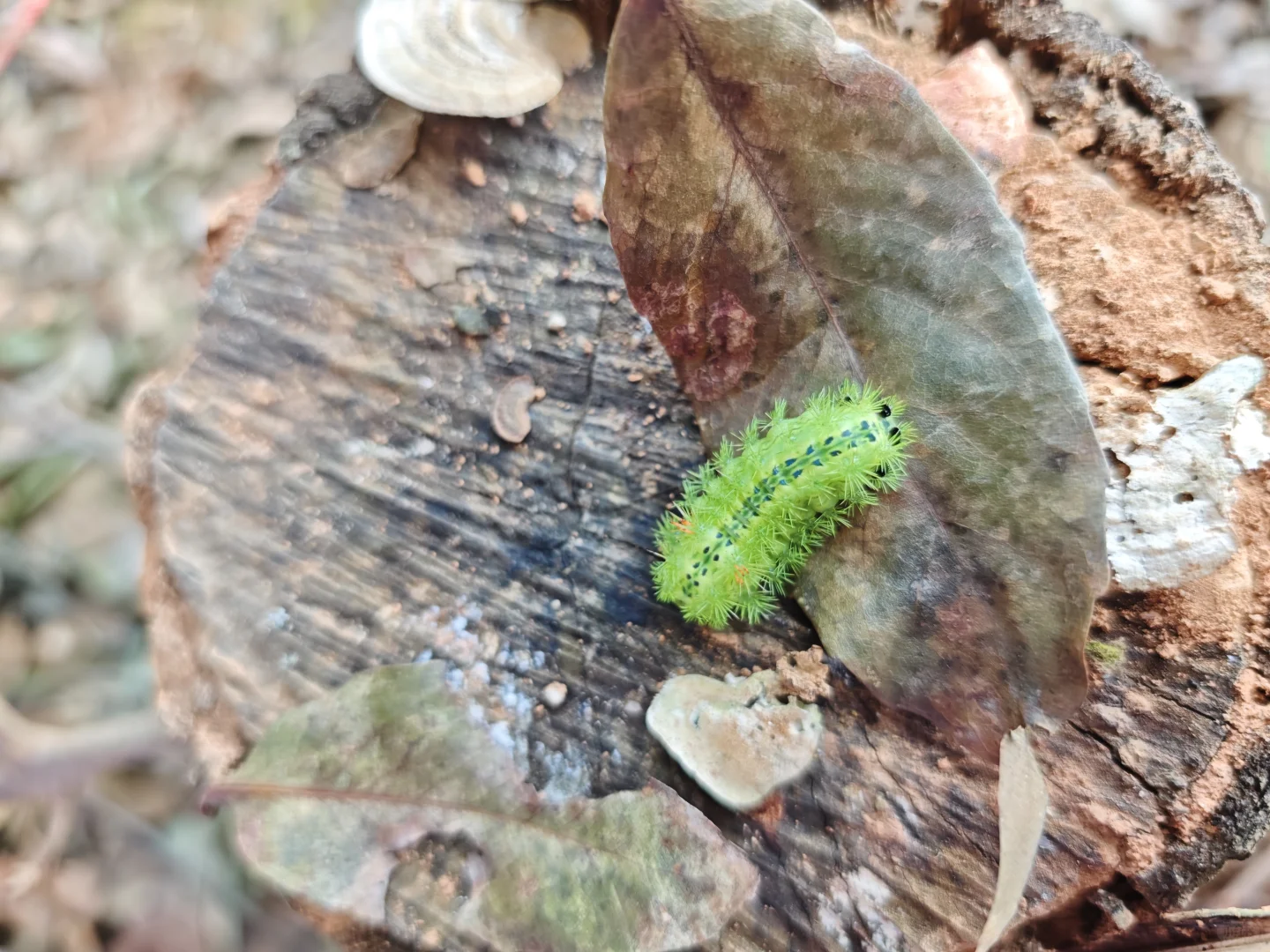 林业人燃尽了，只想吊死在树上