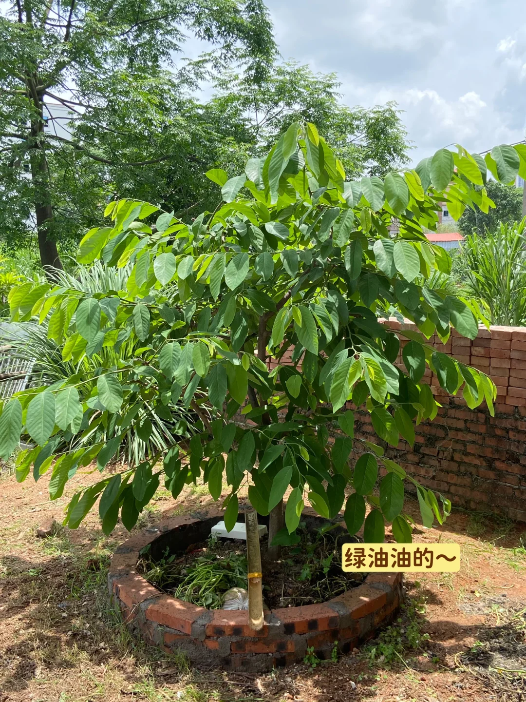 释迦果从幼苗到结果…