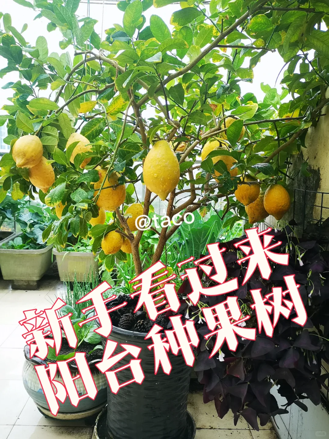 阳台种果树:新手友好型果树清单