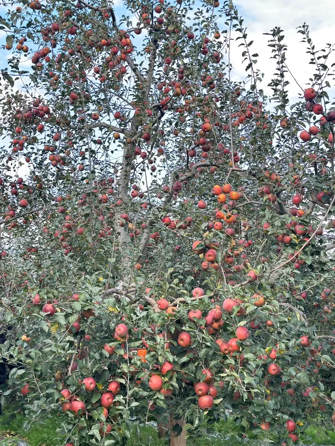 大凉山的冬天的苹果园也太漂亮了吧