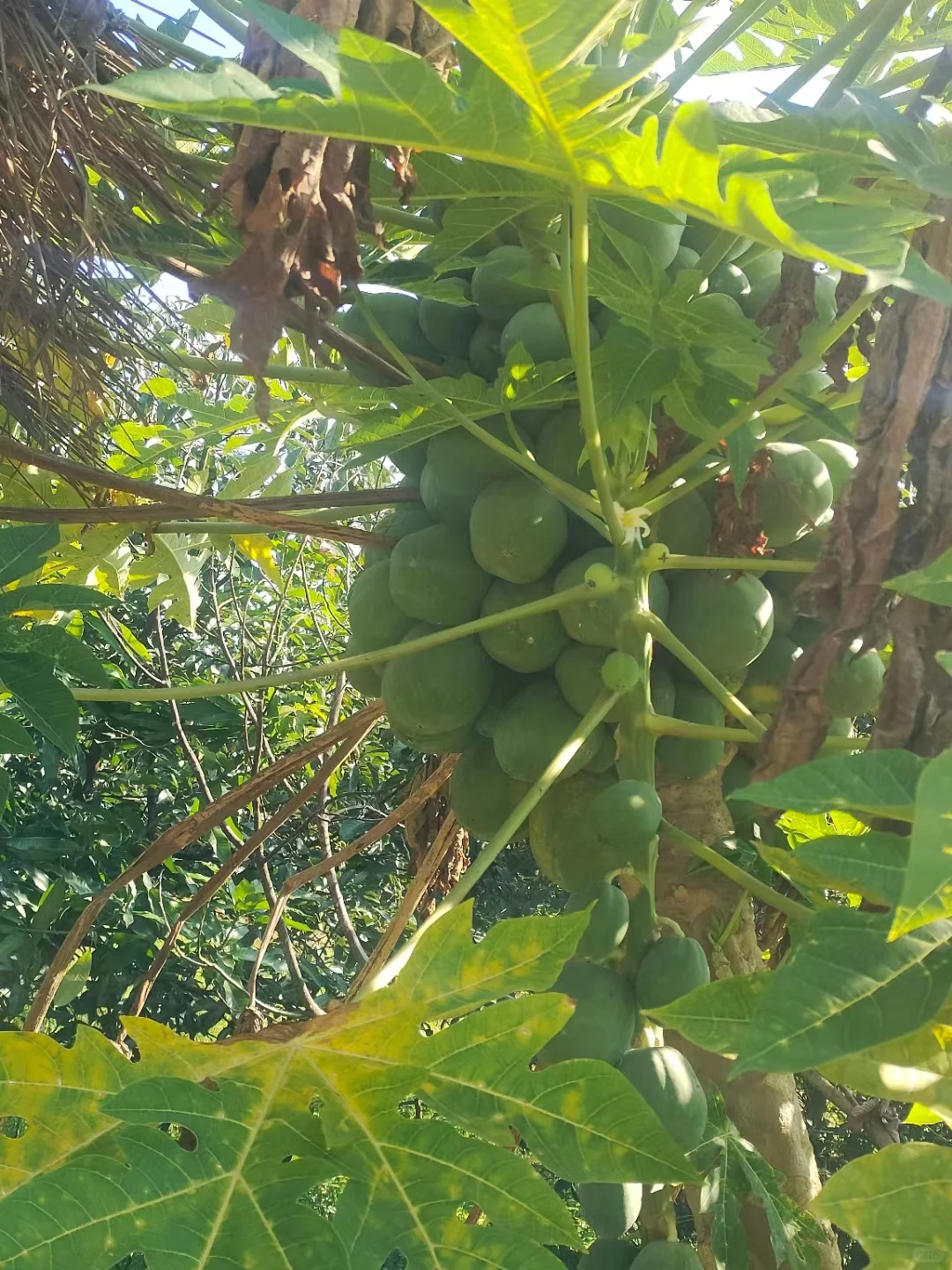 知道水果最多的童鞋送神秘奖品一份～