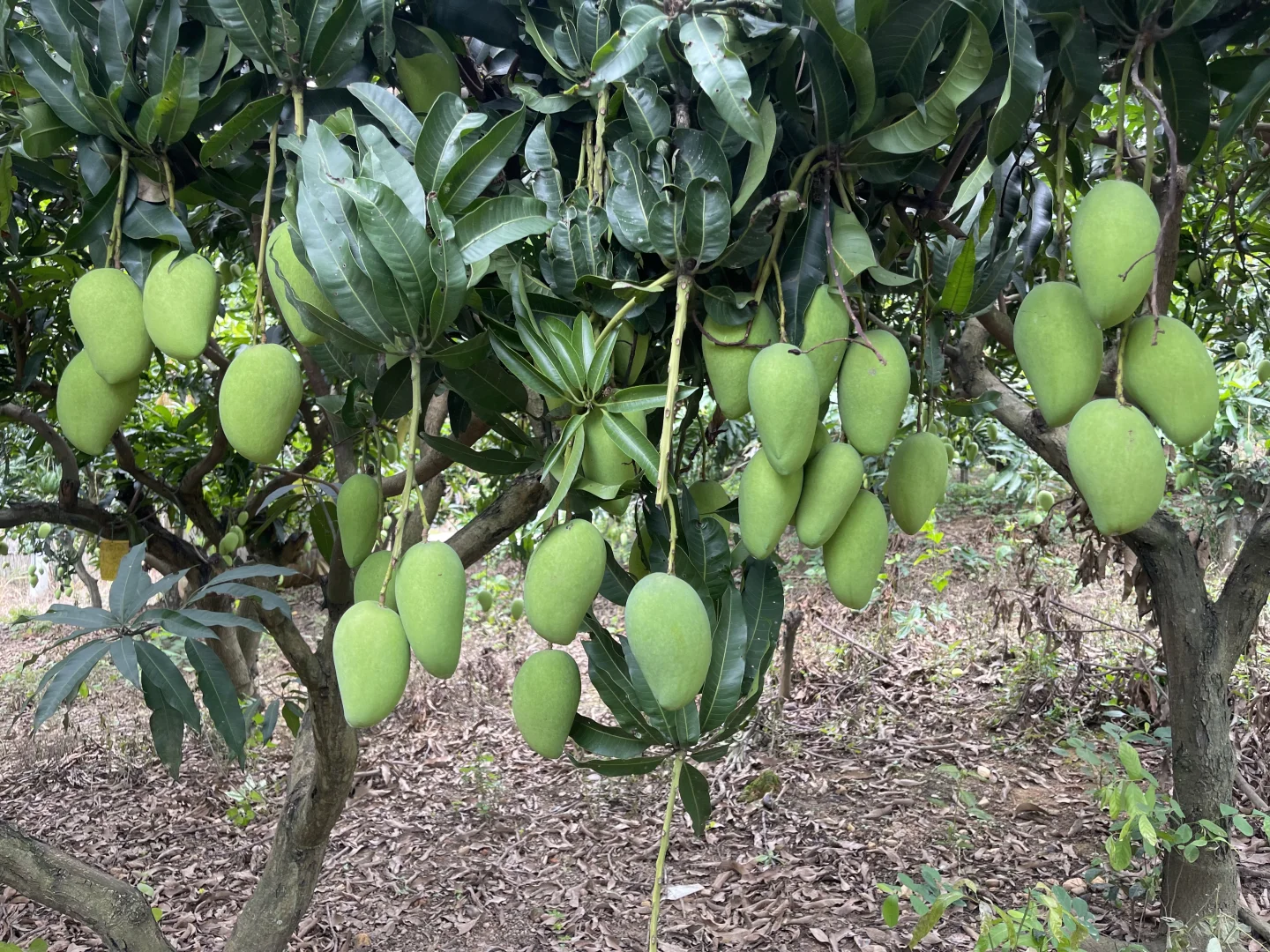 来吧，看芒果树！