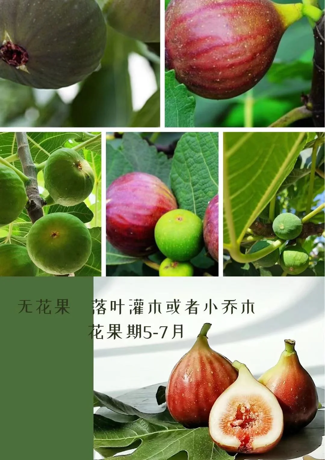 适合北方种植的果树水果