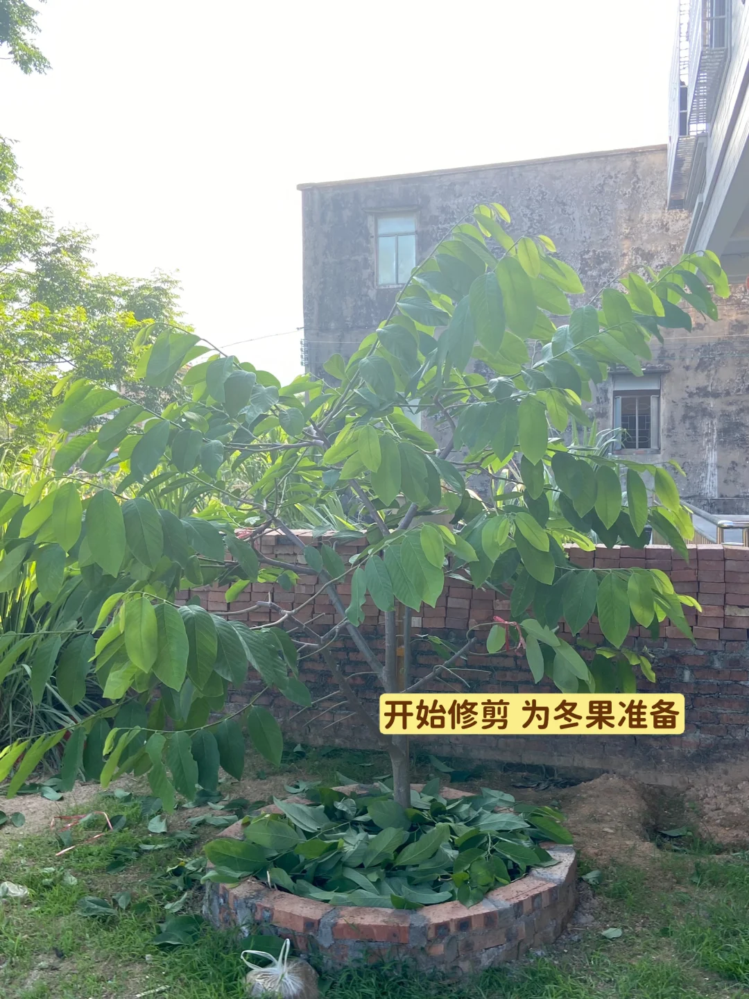 释迦果从幼苗到结果…