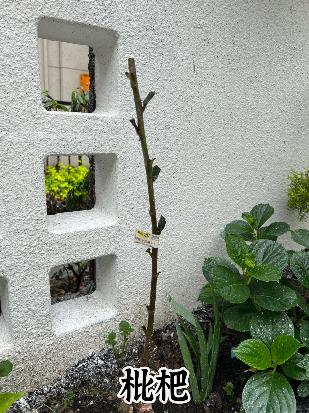 打造一个一年四季都有水果吃的花园