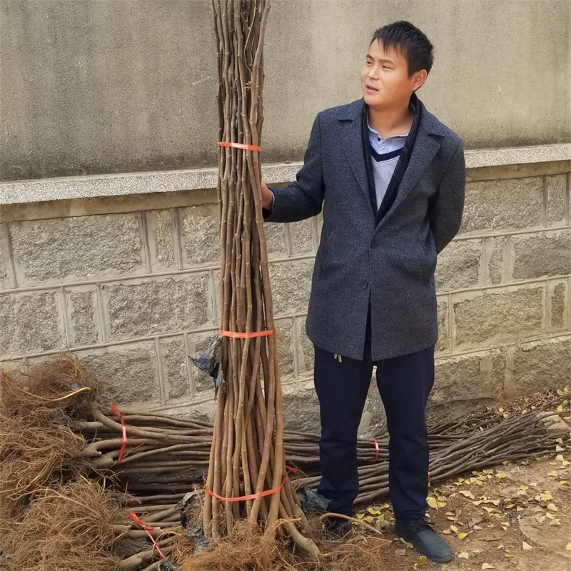 红肉西梅苗,在适宜的土壤中绽放异彩