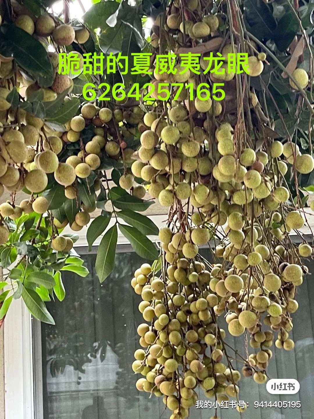 盘点一下我们的各类果树苗