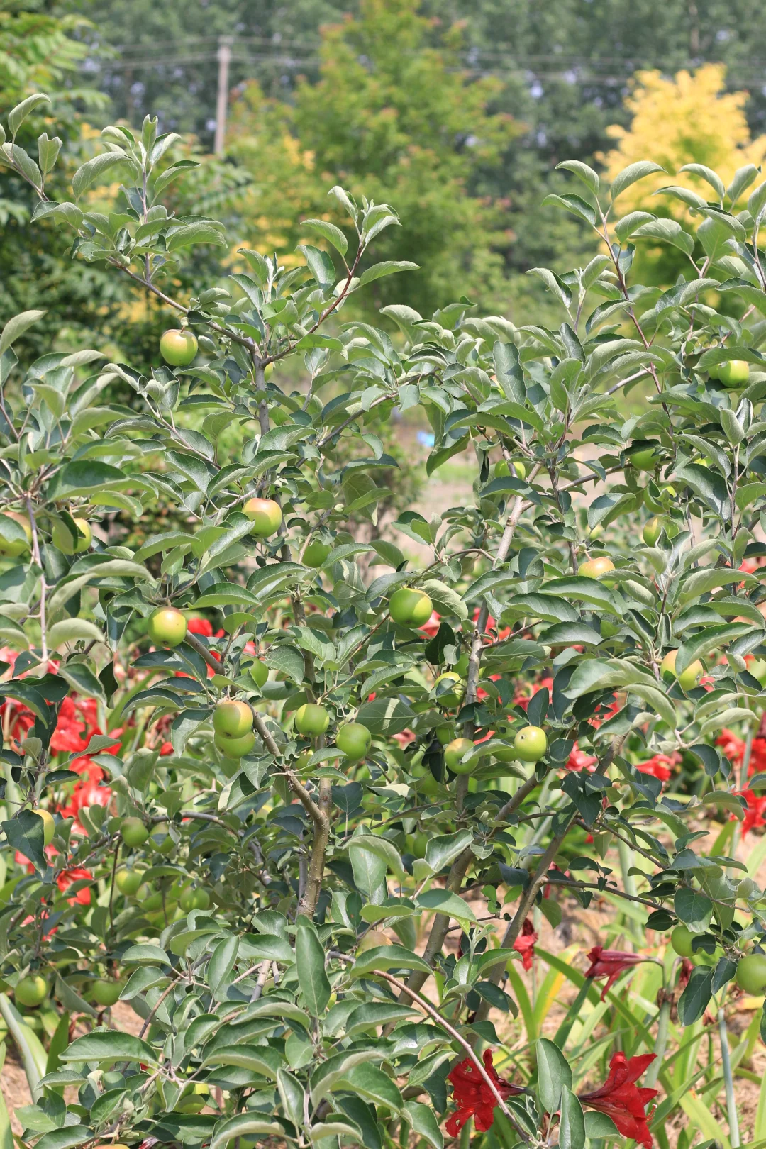 南方苹果容器苗上市了