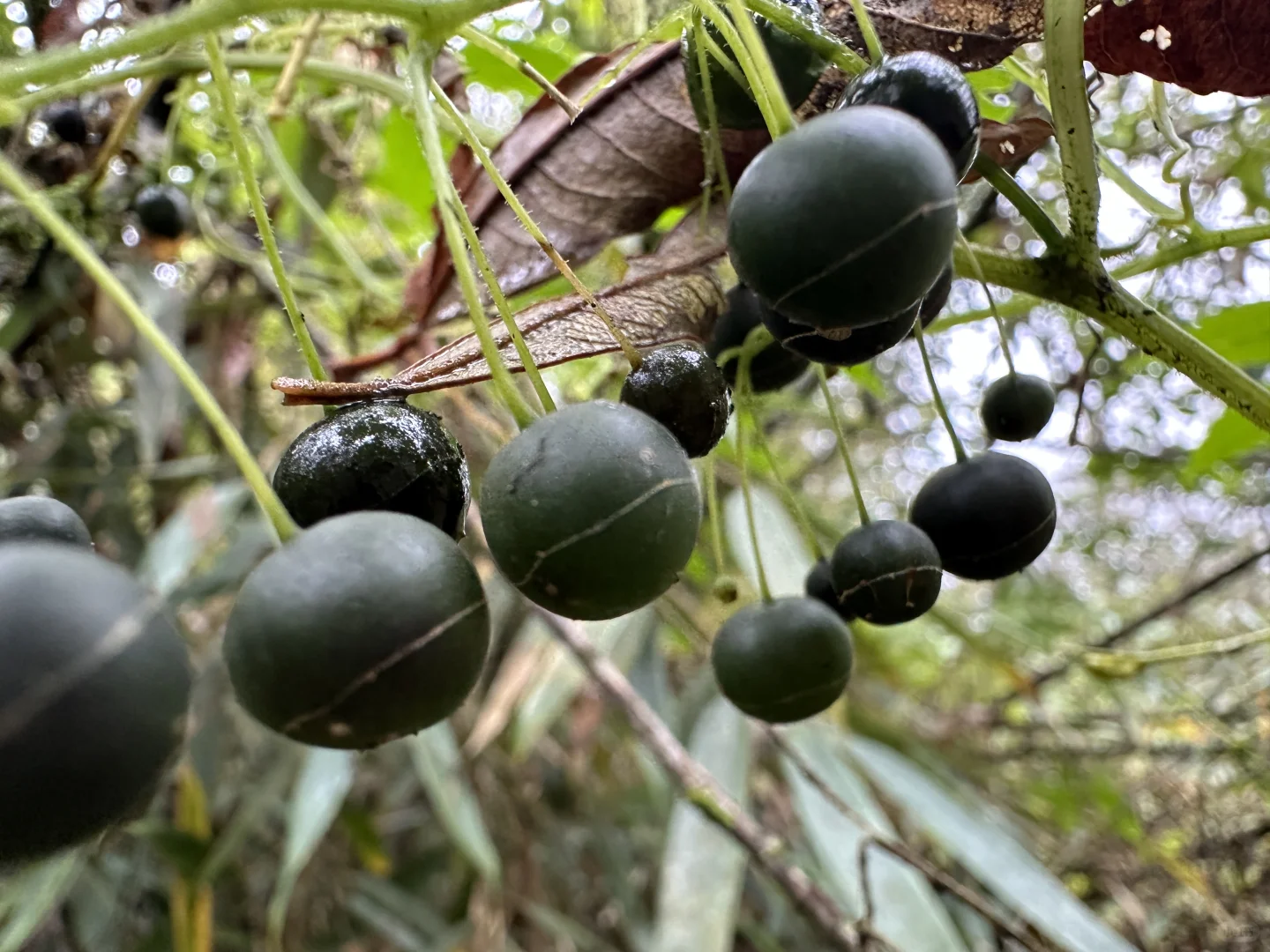 最具塑料感的果实，像不像你过年放的烟雾弹