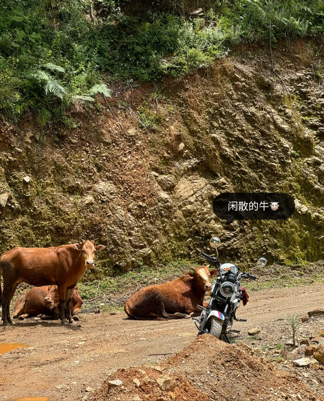 乡镇林业站工作日常｜巡山 赶集 闲适的一天