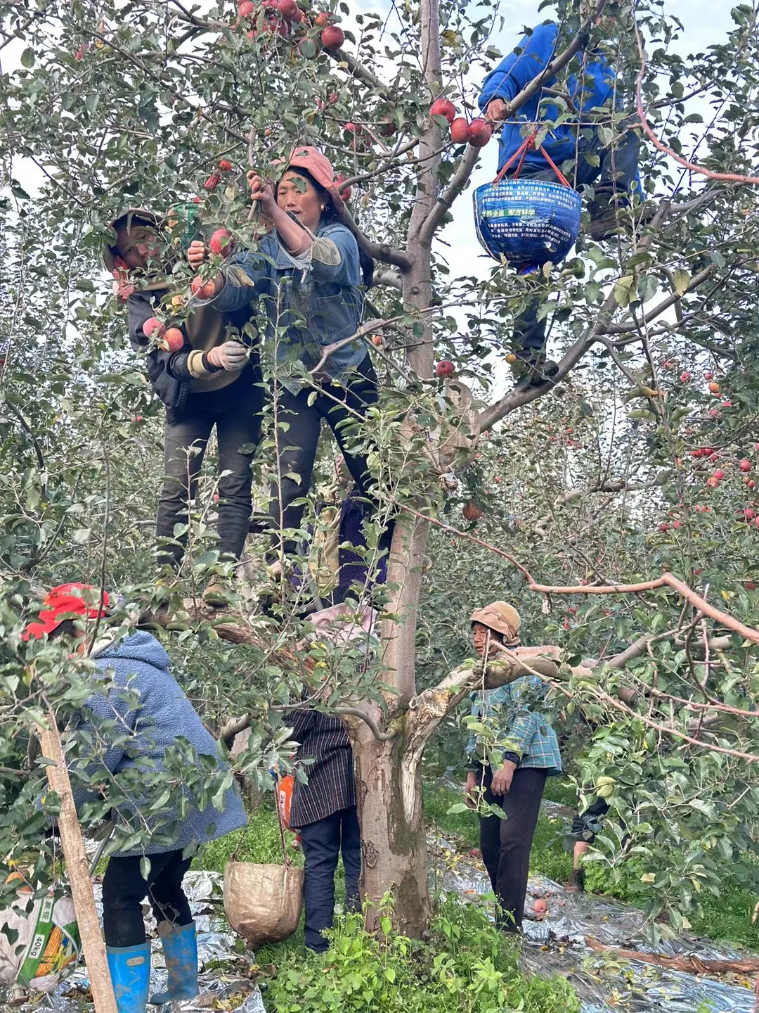 大凉山的冬天的苹果园也太漂亮了吧