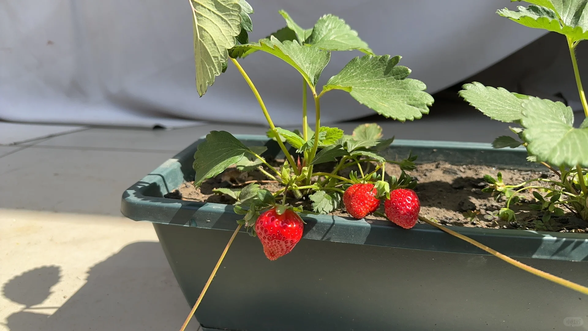 阳台果园都挂果啦