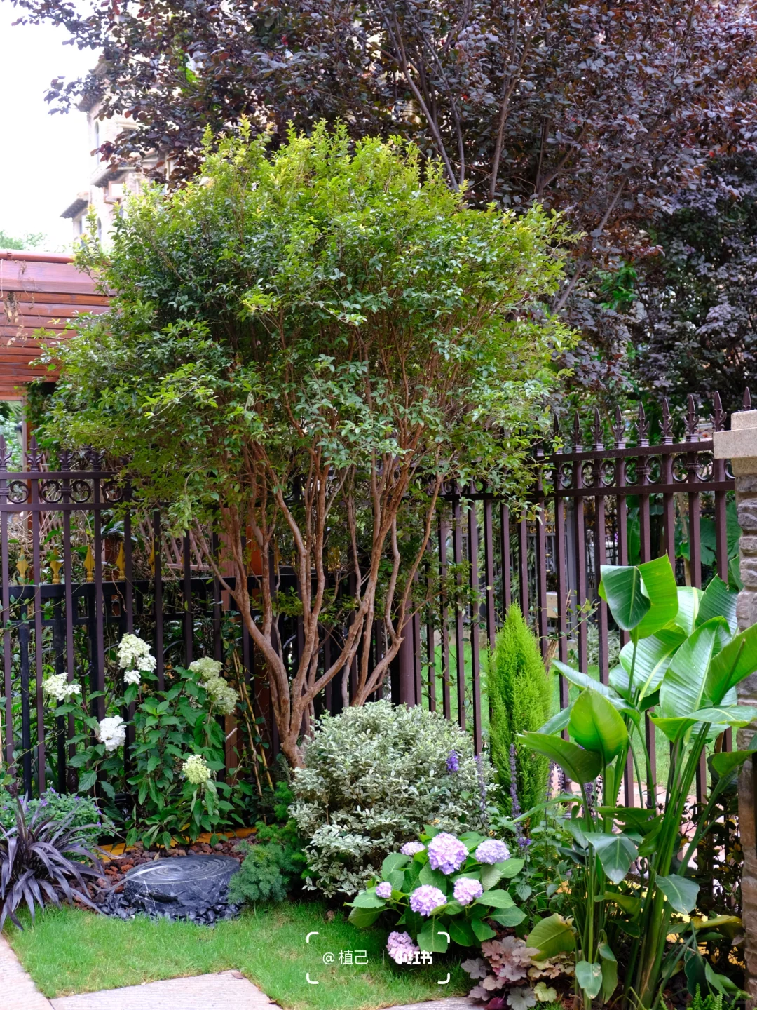 院子里种这6棵果树，好看且寓意好