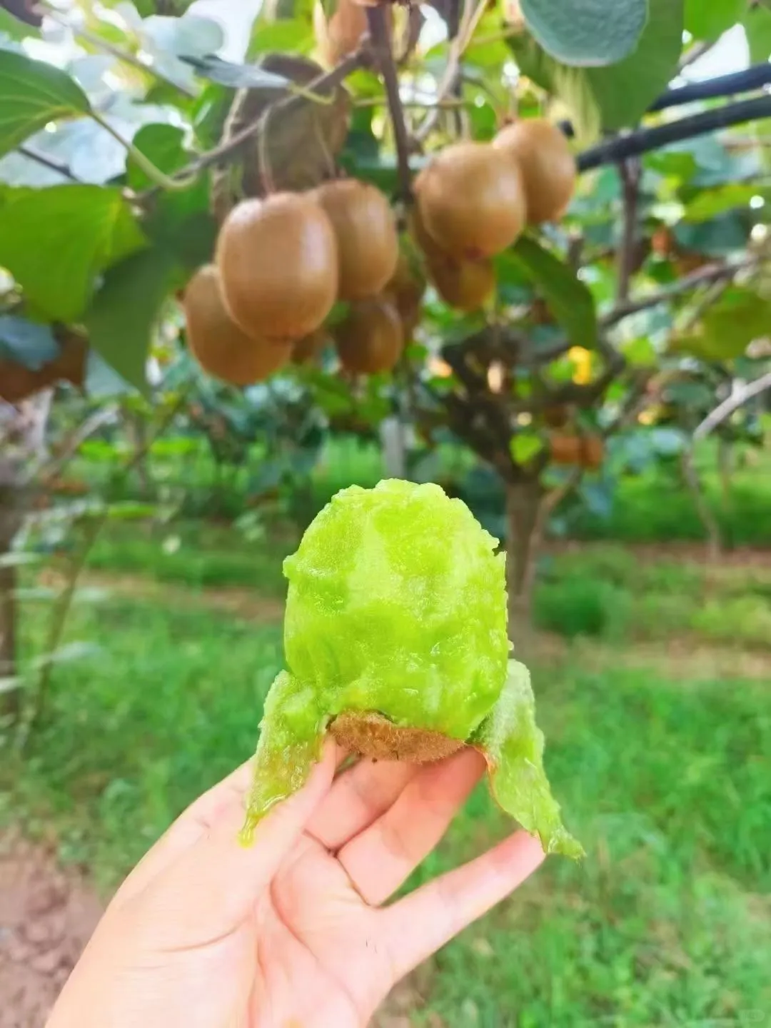 上新上新，自家果园包邮