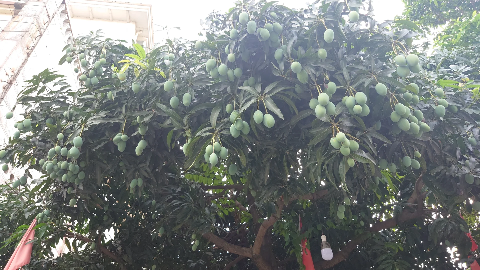 这是什么品种的葡萄 呀~！？