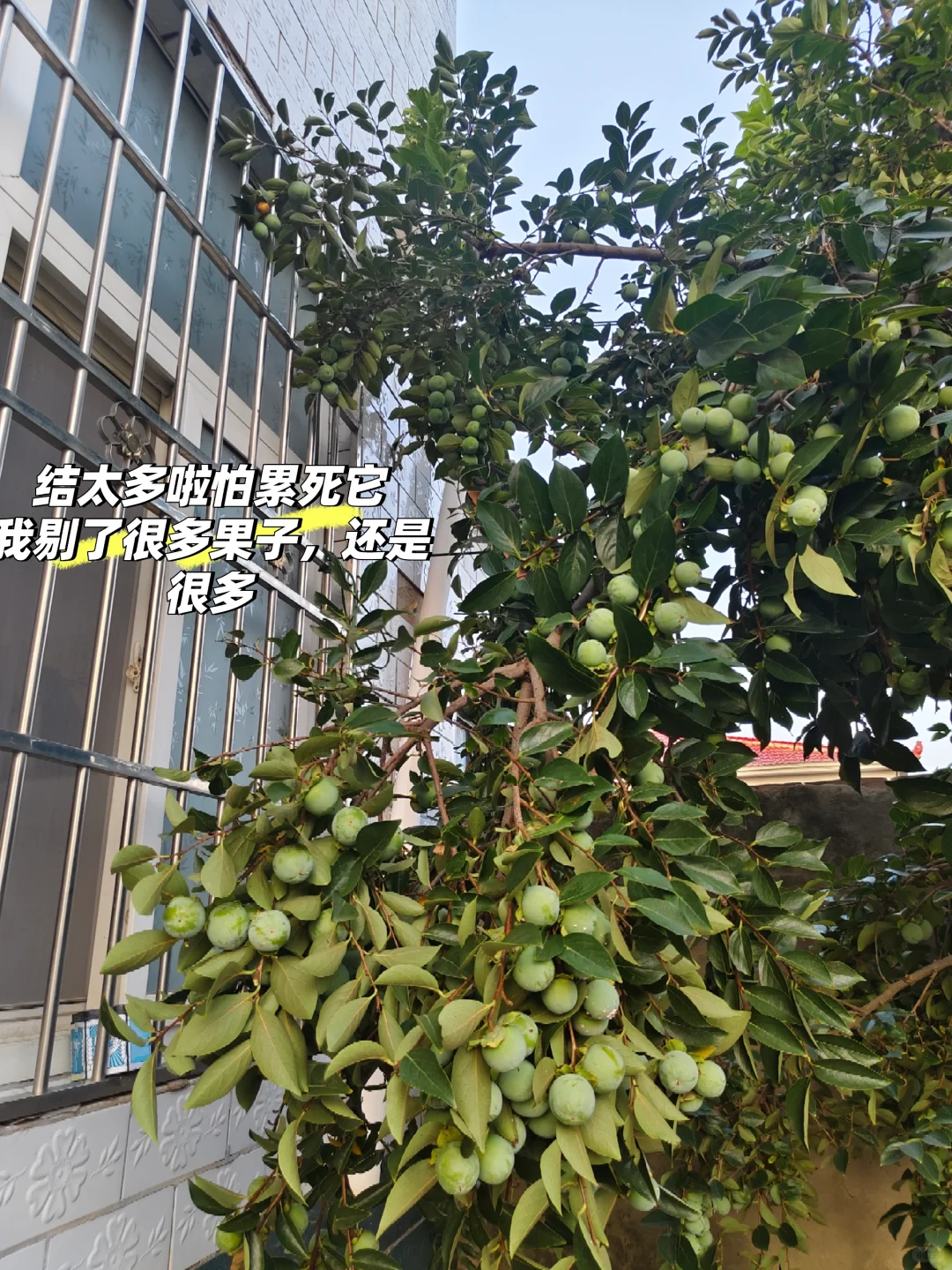 我的理想是满院子瓜果蔬菜
