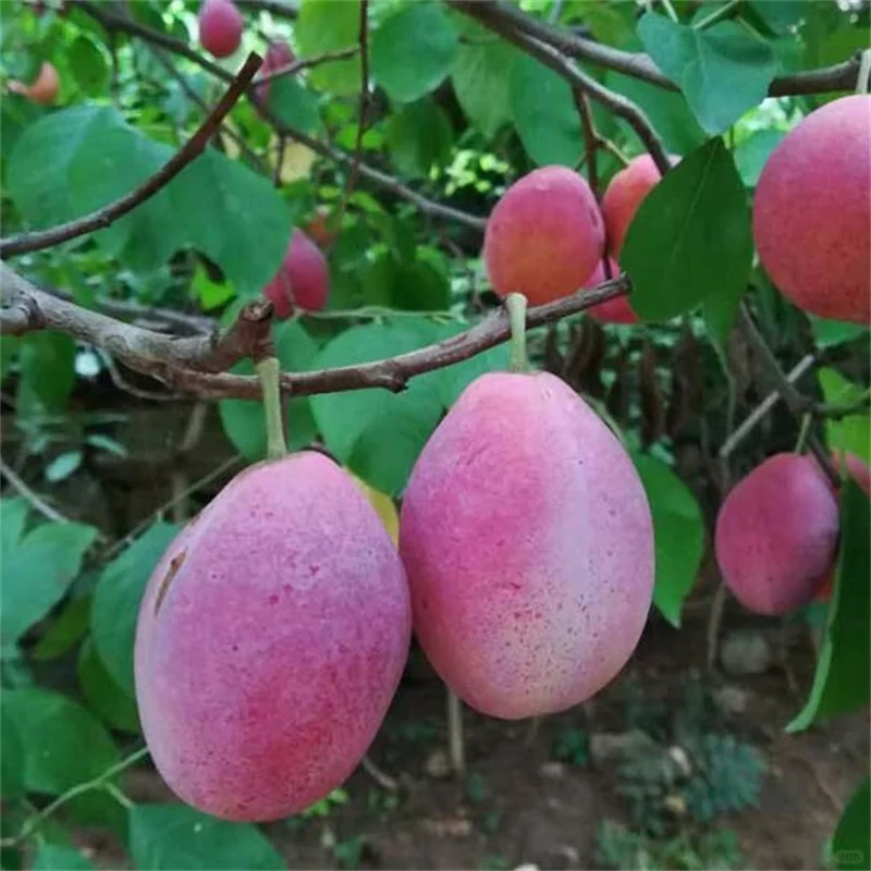 红肉西梅苗种植几年结果、高产西梅代表作