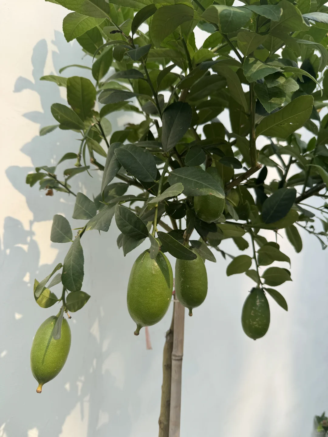 这不马上马的要实现水果自由了??