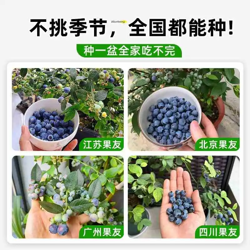 蓝莓盆栽带果发货‼️阳台秒变果园