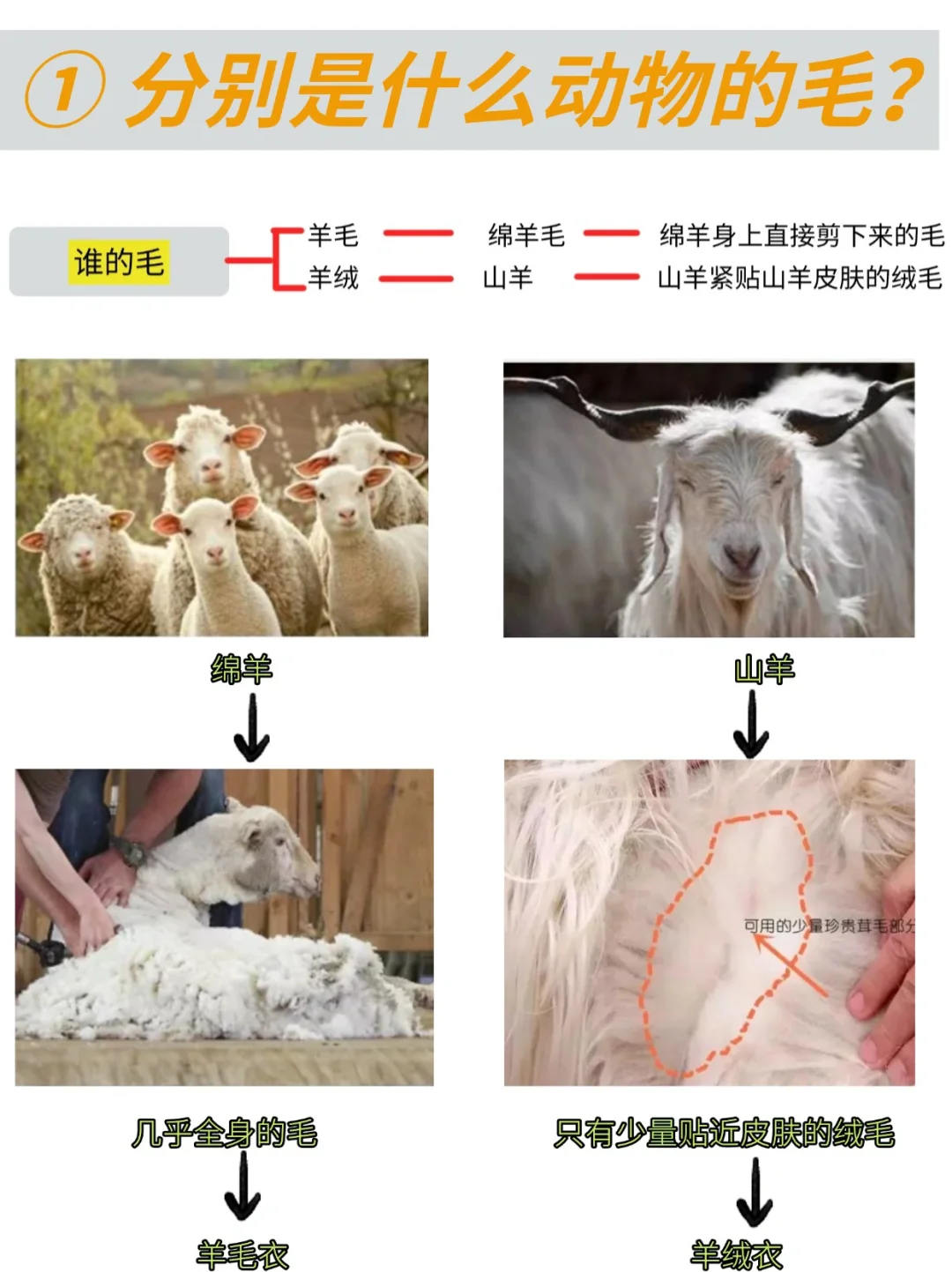 原来羊绒和羊毛不一样！如何挑选羊绒和羊毛