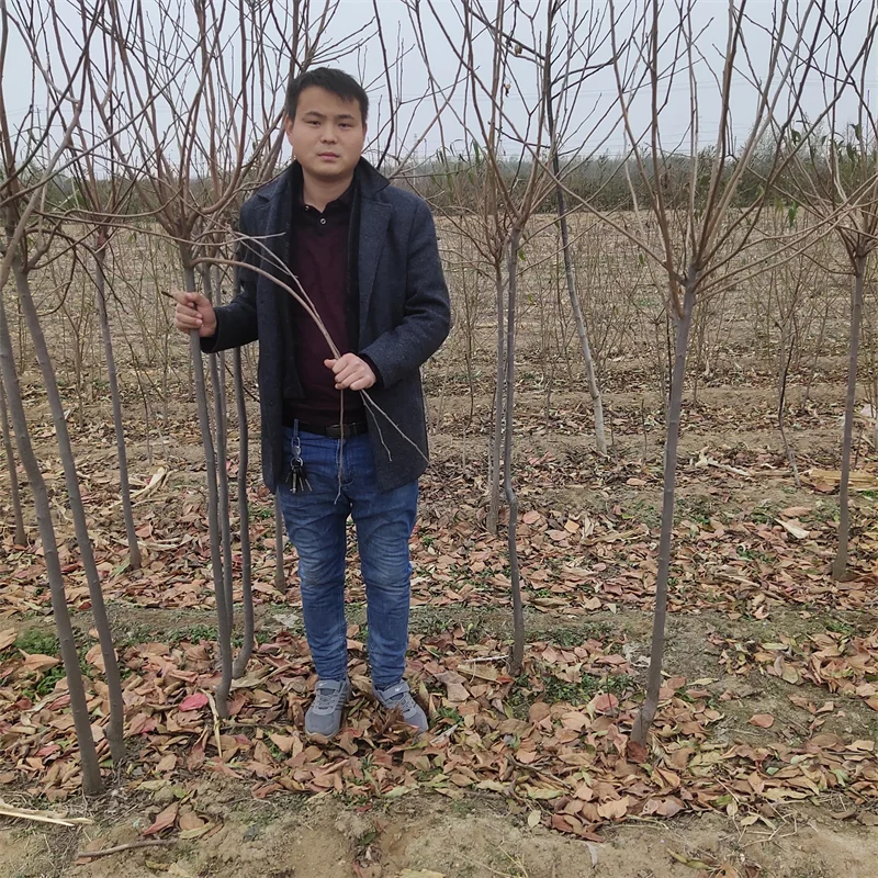 【美早樱桃苗】：独特口感，市场认可度高